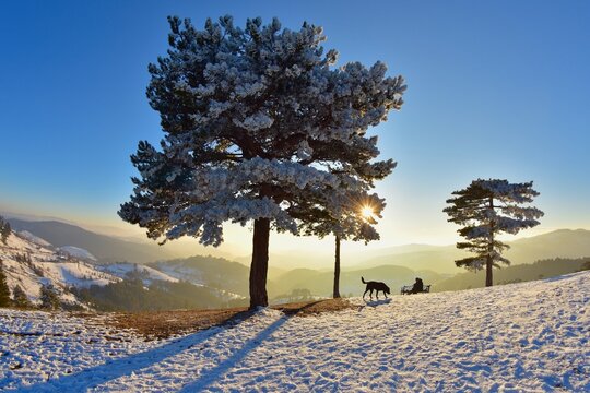 Distant Silhouette of a man sitting on a bench with his dog on a snowy mountain ridge, Mt Zlatibor, Zlatibor Mountain Range, Serbia