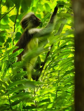 Side view of a red Colobus monkey (Piliocolobus) climbing a tree in the rainforest, Jozani National Park, Zanzibar, Tanzania