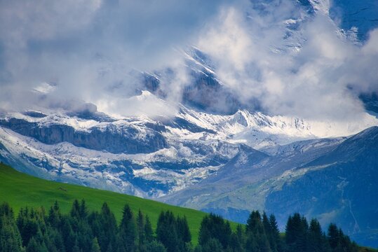 Treetops in a lush alpine meadow in front of a glacier, Mt Eiger, Grindelwald, Switzerland