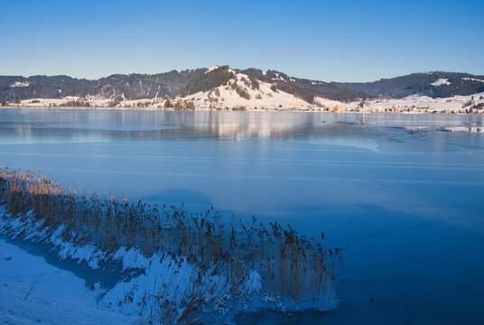 Long grass growing along the edge of Lake Sihl (Sihlsee), Euthal, Schwyz, Switzerland