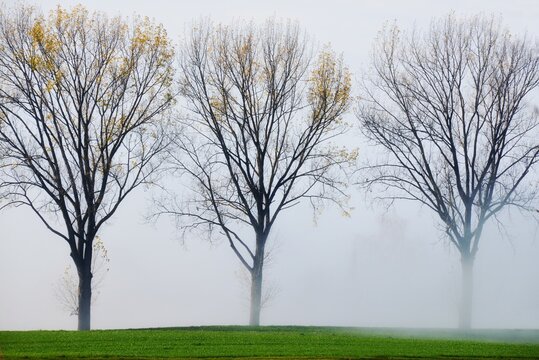 Three autumnal trees in a row in a rural landscape on a misty day, Aargau, Switzerland