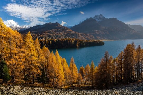 Mountain and larch forest landscape around Lake Sils in autumn, Engadine Valley, Graubunden, Switzerland