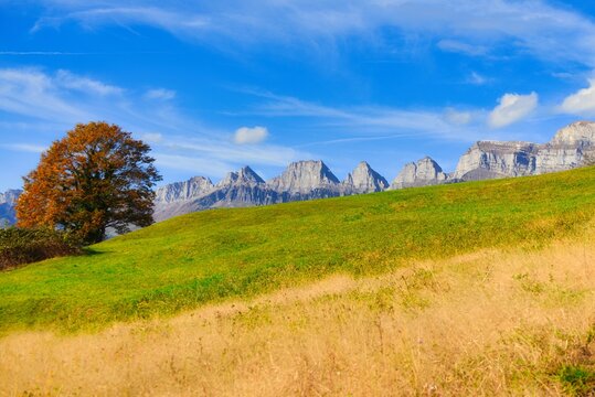 Autumnal tree in a lush alpine landscape with the Churfirsten mountain range in the background, St Gallen, Switzerland