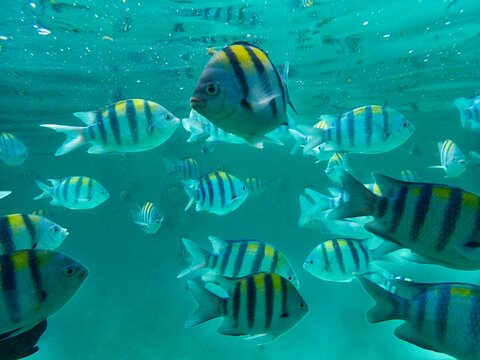 Close-up of a school of striped Indo-Pacific sergeant fish (Abudefduf vaigiensis) swimming in the Indian ocean, Zanzibar, Tanzania