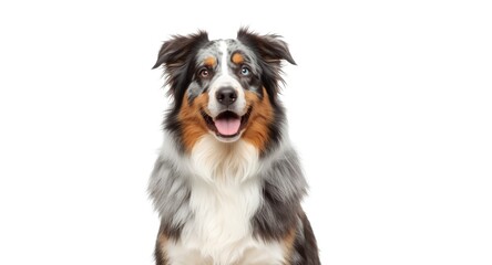 Australian Shepherd dog with content face sitting and facing camera on white background