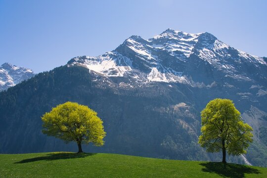Two trees in a rural spring landscape with a snowcapped mountain in the background, Switzerland