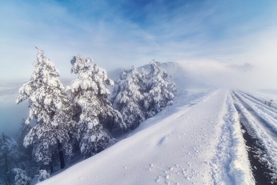 White bichon frise dog standing on a snowy country road, Mt Zlatibor, Zlatibor Mountain Range, Serbia