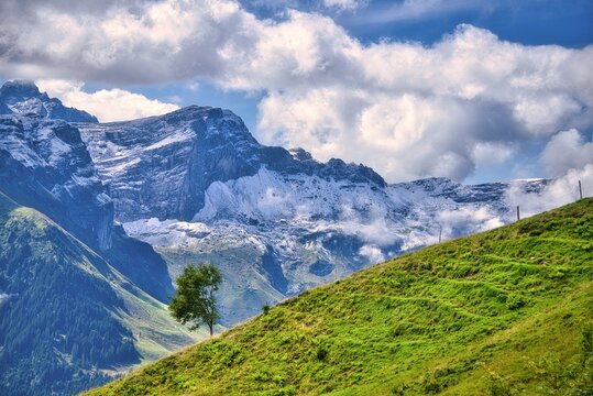 Lone tree on a lush mountainside in front of mountain peaks with melting snow near Altdorf, Uri, Switzerland