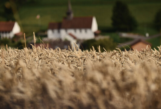 Close-up of a Wheat field with a village church in the distance, Thalheim, Brugg, Aargau,  Switzerland