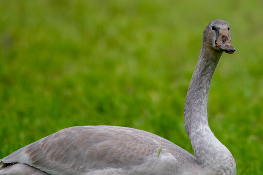 Close-up side view of a curious Trumpeter Swan (Cygnus buccinator) standing on a lawn, British Columbia, Canada