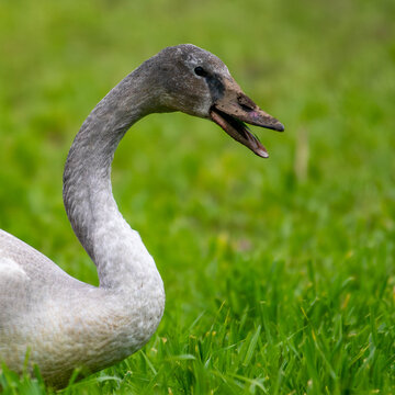 Close-up side view of an angry Trumpeter Swan (Cygnus buccinator) standing on a lawn Hissing, British Columbia, Canada