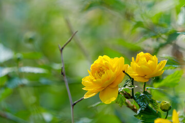 春の陽射しを浴びて輝く八重山吹の黄色い花と緑の背景