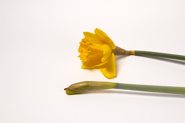 Blooming yellow daffodil and closed bud isolated on white background. Concept of growth, spring renewal and life cycle. © Alex Malt
