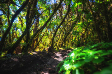Der Lorbeerwald El Cedro im Garajonay Nationalpark auf La Gomera