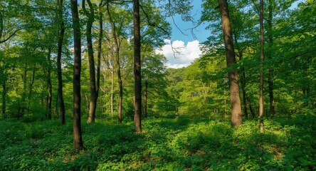 Fototapeta premium Summer day forest with bright sunlight casting shadows on green leaves