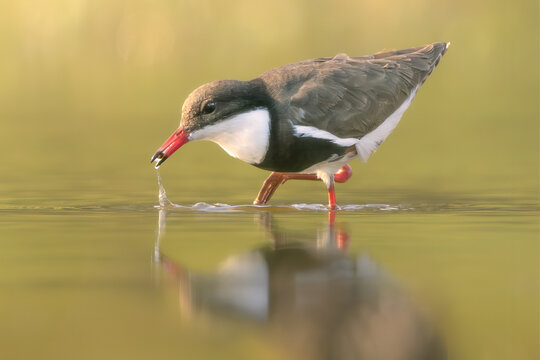 Close-up side view of a wild red-kneed dotterel (Erythrogonys cinctus) catching food in a wetland, Australia