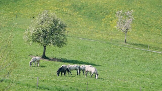 Fr&uuml;hling am Bodensee, idyllischer Blick auf friedliche Pferdeweide und Pferde, mit alten bl&uuml;henden Obstb&auml;umen am Pf&auml;nderhang bei Eichenberg (Vorarlberg); mit Bodensee und Inselstadt Lindau