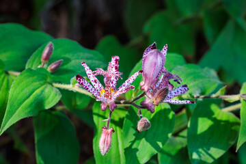 Beautiful toad lily flowers blooming in the autumn garden.