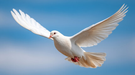 Obraz premium Majestic dove flying in clear blue sky symbolizing peace and holy spirit