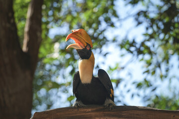 A great hornbill bird is standing on tree branch with greenery forest environment background. Animal portrait photo.  © Nattawit