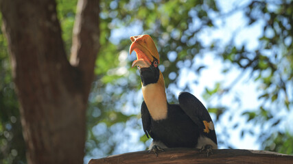 A great hornbill bird is standing on tree branch with greenery forest environment background. Animal portrait photo.  © Nattawit