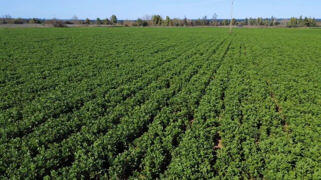 Drone static side panning shot of an infinite green faba bean field, agricultural texture.