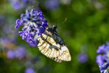 Butterfly resting on blooming lavender flowers in soft natural light with a dark blurred background.