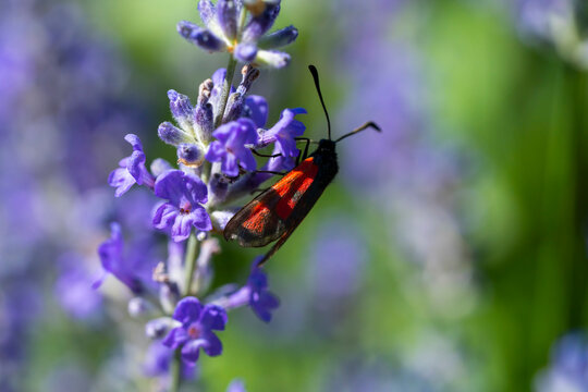 Six-spot Burnet Moth (Zygaena) on Purple Lavender Flower
