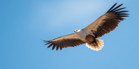 Fototapeta premium Eagle flies gracefully in the blue sky during the afternoon sun
