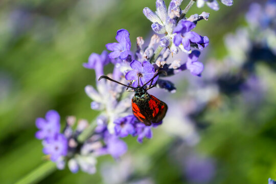 Six-spot Burnet Moth (Zygaena) on Purple Lavender Flower