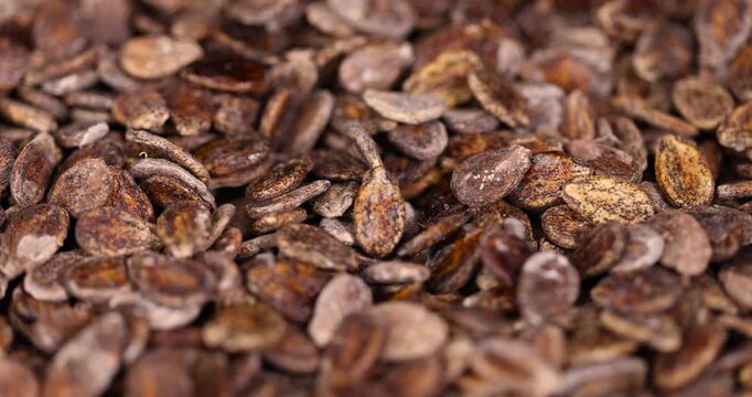 dried watermelon seeds during storage to prepare and plant seedlings before the next season, spotted dry brown hard watermelon seeds for a new crop of food