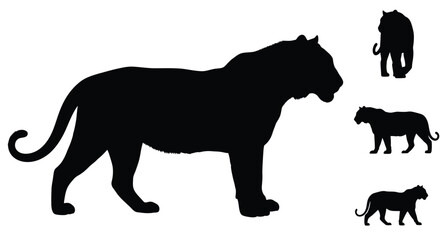 Black silhouettes of tigers in varying sizes and poses silhouette © MdGolam