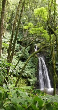 Salto do Prego waterfall in a lush green forest of Azores.