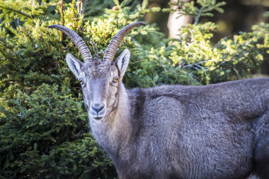 View of majestic Alpine Ibex stares intensely with spiraled horns amidst the lush greenery of the Grazer Bergland, Frohnleiten, Styria, Austria.