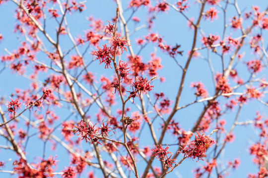 Hamamelis intermedia &rsquo;Diane&rsquo; with red flowers that bloom in early spring.