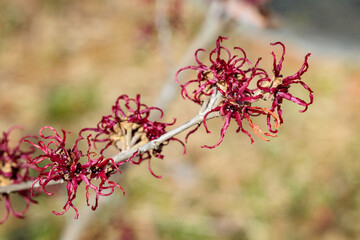 Hamamelis &rsquo;Genso&rsquo; with yellow flowers that bloom in early spring.