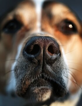 A close up of a dog's face with his nose 3
