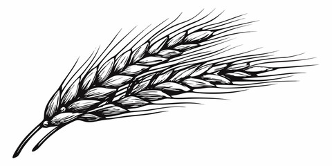 Detailed black and white illustration of a single wheat stalk © Anik