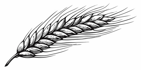 Detailed illustration of a single wheat stalk with prominent grain heads © Anik