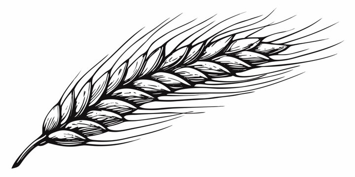 Detailed illustration of a single wheat stalk with prominent grain heads