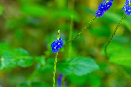 Blue porterweed flowers blooming on vertical green stem in tropical garden, Stachytarpheta jamaicensis in natural habitat, botanical biodiversity.
