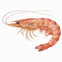 shrimp isolated on white