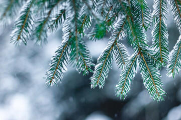 Obraz premium Snow Covered Fir Branches Close Up in Winter