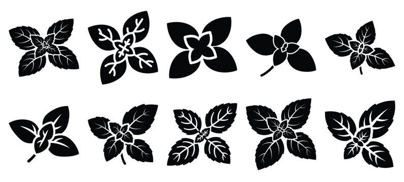 silhouette nature herb basil drawing icons and set of graphics nature elements