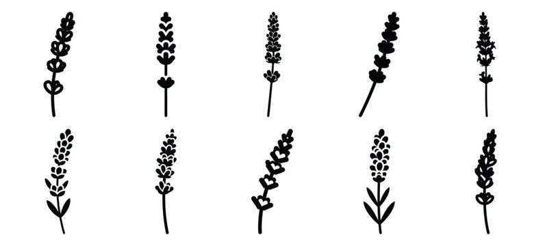 silhouette nature lavender stem drawing icons and set of graphics nature elements