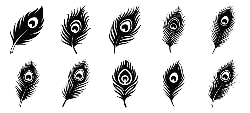 silhouette nature peacock feather drawing icons and set of graphics nature elements