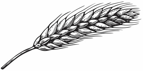 A detailed black and white illustration of a single wheat stalk © Ankan