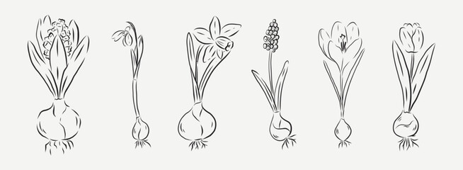 Spring bulb flower hand drawn illustration set featuring hyacinth, snowdrop, daffodil, muscari and crocus plants with roots and bulbs. Vintage botanical line art collection.