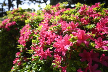 Obraz premium Beautiful reddish pink flowers in full bloom, vibrant and romantic floral background