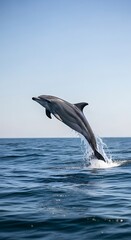 Obraz premium Dolphin Leaping from the Ocean - A Moment of Marine Grace.